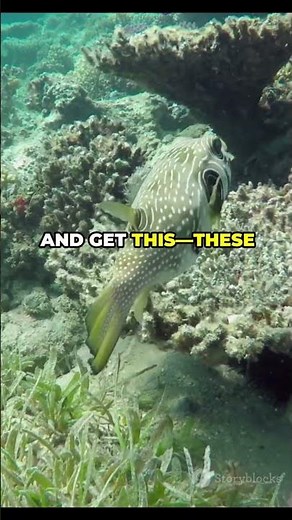 The Amazing World of Puffer Fish | Nature’s Inflatable Wonder