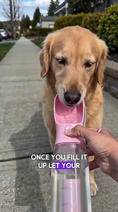 Dog's Favorite Travel Buddy