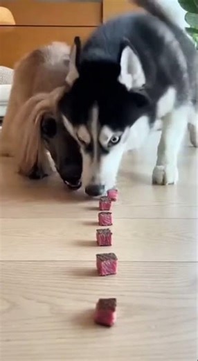 Afghan Hound vs Husky: Steak Speed Battle! 🥩🐶 ハスキー勝利！ステーキ早食い対決！