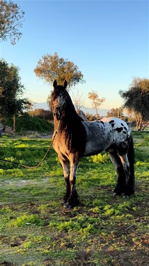 El Poderoso: El Caballo que Baile Como Ninguno