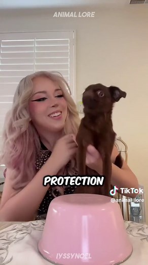 Discover Brussels Griffon 🐶 a very cute pet dog breed 😍 #brusselsgriffon