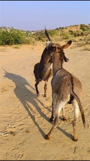 Donkey Jump #viralvideo #ytviralvideo #trending