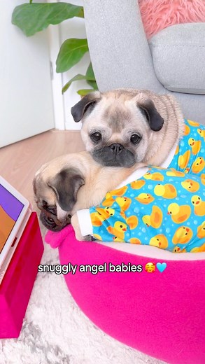 All is right in the world when they watch Chip and Potato together 👼🏼✨🩵 #pug #dog #dogsofinstagram #pugsofinstagram #WeeklyFluff | Loulou the pug