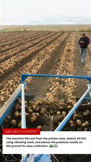 Powerful Farm Machine Harvesting Potatoes | Tractor Tools Sorting Crops Fast 🚜🤖