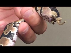 PUScam!! Pet Store Ball Python Cloacal Prolapse Recheck