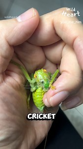 Why is this Bug Spitting Silk? #katydid #insects #weirdbugs #buglife #naturefacts | Wild Heart