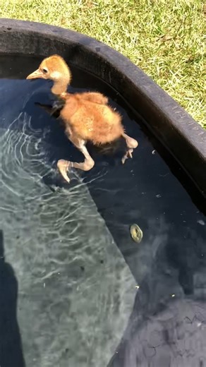 8.3K views · 283 reactions | It's Whooper Wednesday! Whooping cranes...