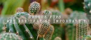 Cactus Pups | Why Are They So Important ? | Succulent Thrive