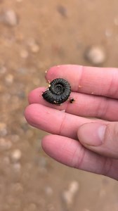 Here is a pyrite ammonite that I found along the Jurassic Coast Dorset 😀🌀🌊💫 #fossils #fossil #ammonite #ammonites #pyrite #ancient #curiosity #nature #photography #natural #history #naturalhistory #jurassic #coast #jurassiccoast #beach #stones #rocks #sea #sand #maryanning #dinosaur #palaeontology #geology #dorset #charmouth #charmouthbeach #lymeregis #fascinatingfossils | Fascinating Fossils