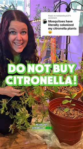 Citronella plants don’t actually repel mosquitoes