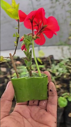 How to Propagate Geraniums from Cuttings #garden #plants #agriculture