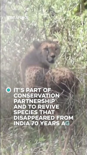 Botswana Donates Cheetahs To India