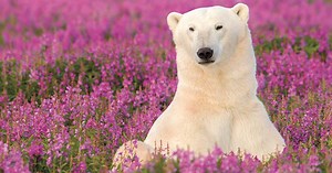 Explore Manitoba: Naturally wild at heart in Canada