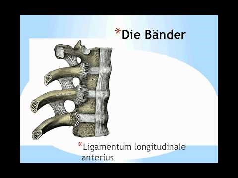 Aufbau der Wirbelsäule Columna Vertebralis Teil 2