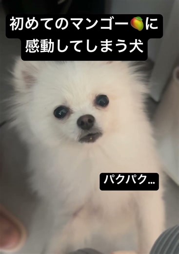 【初めてマンゴーを食べた犬の反応が面白い】#ポメラニアン #yshorts #成長 #ちゃちゃんぼ #可愛い