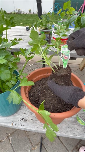 Planting watermelon in the container garden 🪴 🍉