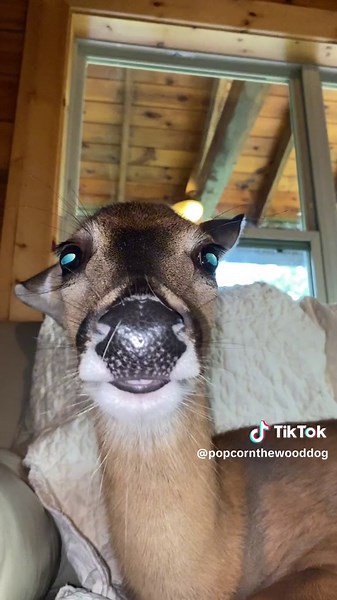 Crispy Concords and Colin Hanks Deerma Metallica Chicago Edit