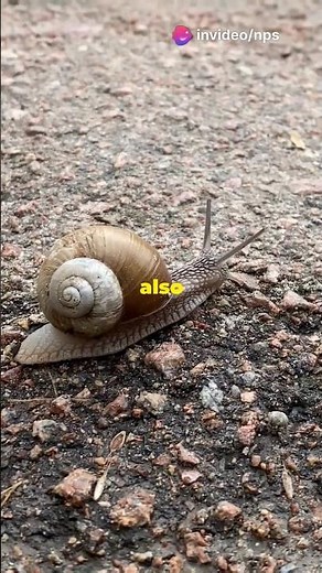 Meet the Incredible Volcano Snail WildlifeConservation #Animal #animals #amazinganimals #naturelove