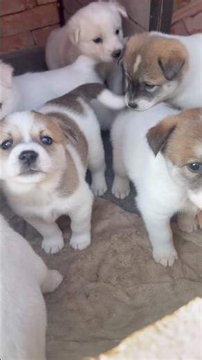 시골 똥강아지떼2