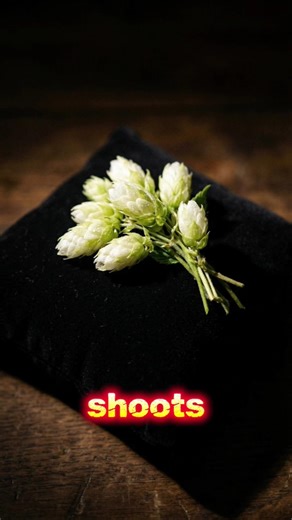 The Ultimate Vegetables Guide #vegetables