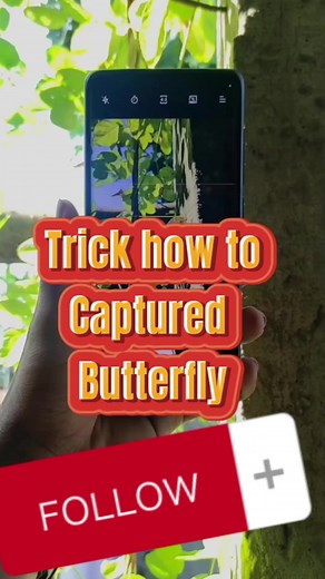 5.2K views · 34 reactions | TRICK HOW TO CAPTURE BUTTERFLY USING MOBILE PHONE STEPS ⏩Open pro. Mode ⏩ISO-100 ⏩Shutter 1/200-1/1200sec Focus: Manual WB: 5000-6000 Zoom to 1.5x for better result By: photofreak_guy #lynzfbreels #fbreelsfypシ゚viral #fbreels #fbreelsviralvideopost #fbreelsvideo #tipsandtricks #lynzcreationsphotography #photographytutorial #photographer #photoshoot | Lynz Creations | Facebook