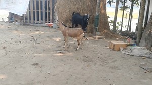 The goat is angry with the ram for its desire to mate #gotarifarm #trending #video #viral | Gotari Farm