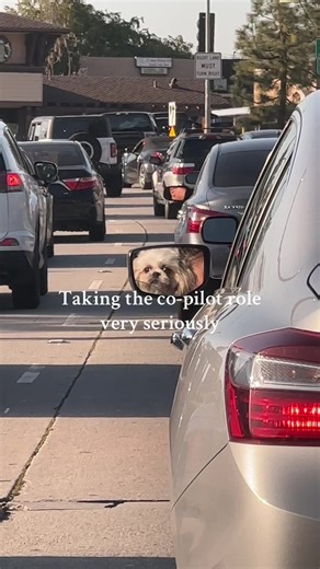 I miss driving with my Shih Tzus #fyp #dogsofttiktok #shihtzu | shih tzu