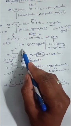 Biosynthesis of catecholamine