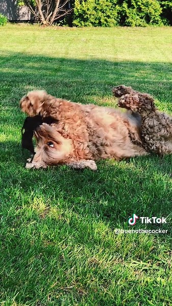 Buenothecocker na TikTok