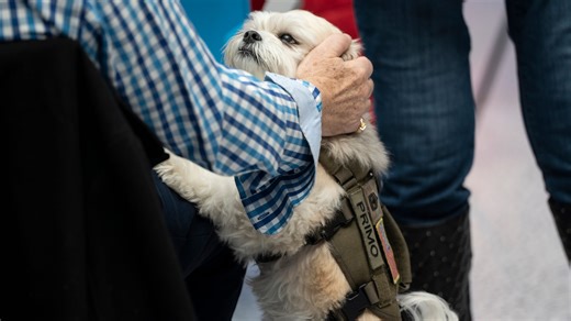People pass off pets as fake service dogs. Here’s what NJ law says about service animals