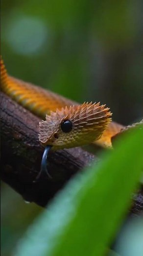 Unveiling the Mystical African Bush Viper's Hidden World 🐍