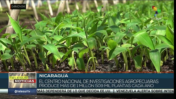 Nicaragua es líder en investigación y producción agropecuaria en la región