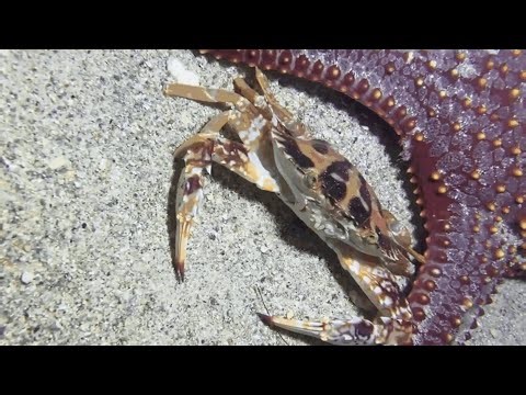 [LIVE NOW]🔴 Found Eel School Underwater, Come Quick0106