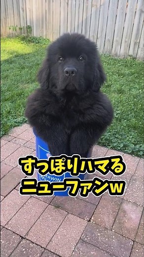 5 Newfoundland dogs to make you laugh and relax after a hard day at work lol #Newfoundland #funny...