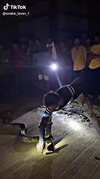 🐍🦎 Rescue and release big Indian rock python ( non venomous snake ) safe nature safe snakes life . . . . #share #viral #___musically___ #snakesoftiktok #nepaltiktok #tiktokcopylink #viralvideo