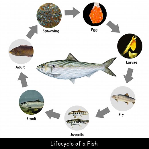 Fun Facts for Kids about Life Cycle of a Fish (All You Need to Know!)