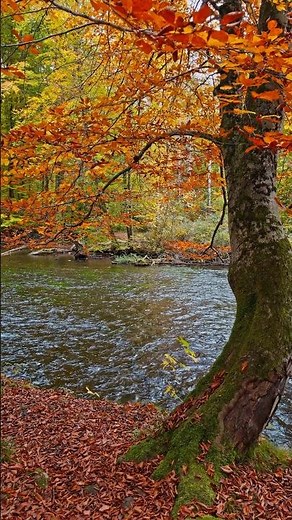 Relax with nature's calming river sounds 🌲 #naturesounds
