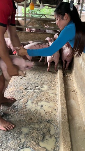 Very carefully during inject vaccine to pigs #pig #pigfeed #farming #farmanimalct #animals #pets