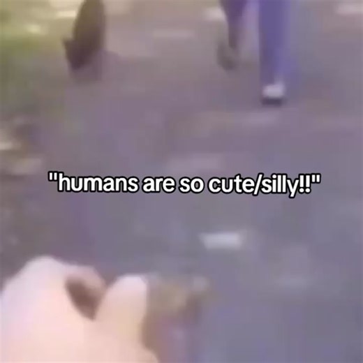 Adorable Humans - Cutest Person Meme