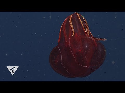Weird and Wonderful: The bloody-belly comb jelly, a deep-sea fireball