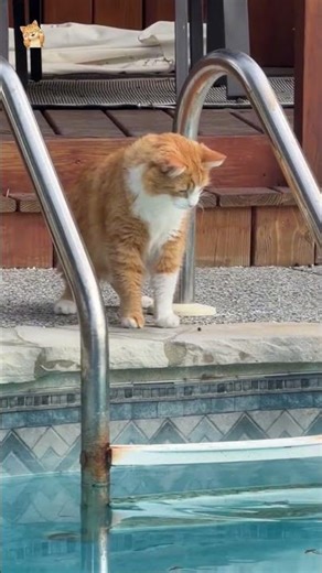 😻Funny cats. Cats are bullies! Cool video! #funnycat #cat #tricks #Incredible #bullies #short #cute