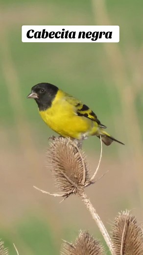 Cantos de Pájaros Cabecita Negra en Argentina