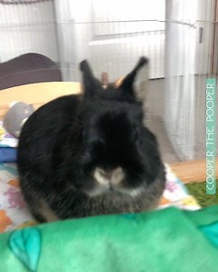 10K views · 1.3K reactions | Sunday morning shenanigans with MINI! | Cooper the Pooper | Facebook