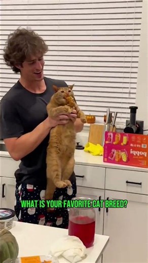 The Funniest and Most Interesting Behaviors of Orange Cats! #cats #cat #animalshorts #wildlife