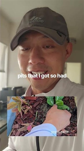 ​How to grow bok choy from kitchen stems in 4 easy steps! 🥬🌱 #regrow #gardeninghacks