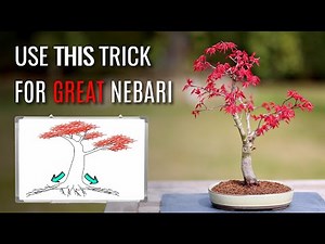 Develop great nebari | Bonsai repotting | Japanese Maple deshojo