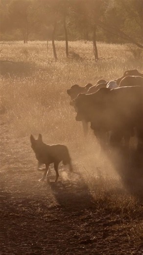 Nothing more Australian than working kelpies working cattle at sunrise #australia #video