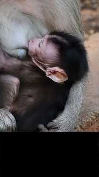 The sweetest wild baby monkey moments #monkey #wildlifeentertainment #babymonkey #animallife #cute