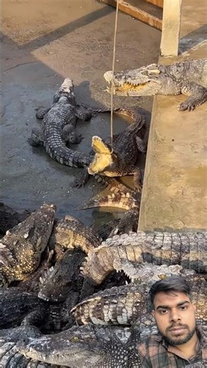 #crocodile #animals #wildlife #amazonjunglekarahasya #lion #tiger #dogbreed #geography #funny #edit