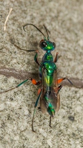 -Mr. Vivek on Instagram: "The emerald cockroach WASP. #wasps #cockroaches #insects #insectsofindia #zombie #wildindia #wildlifeprotection #worldwildlife #nationalgeographic #natgeowild #natgeoindia #naturephotography #animalworld #animalkingdom #insectsofinstagram #animalplanet #natgeoyourshot #discoverychannel #discovery #planetearth #oneplanet #ourplanet #indianwildlifeofficial #geography #killerwasps #karnataka #karnatakaforestdepartment"